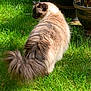 Smudge is registered to the contest to win money with this photo: cat, long_hair, fluffy, grass, outdoor, garden, sunlight, animal, pet, nature, green, plant_pot, feline, tail, side_view, domestic_cat, quiet, relaxed, fur, daytime