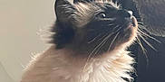 Smudge joined the competition — help win amazing prizes! cat, fluffy, beard, man, face, whiskers, pet, indoor, closeup, looking_up, feline, human, companion, curious, soft_light, intimate, portrait, cute, animal, bond