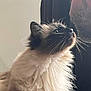 cat, fluffy, beard, man, face, whiskers, pet, indoor, closeup, looking_up, feline, human, companion, curious, soft_light, intimate, portrait, cute, animal, bond