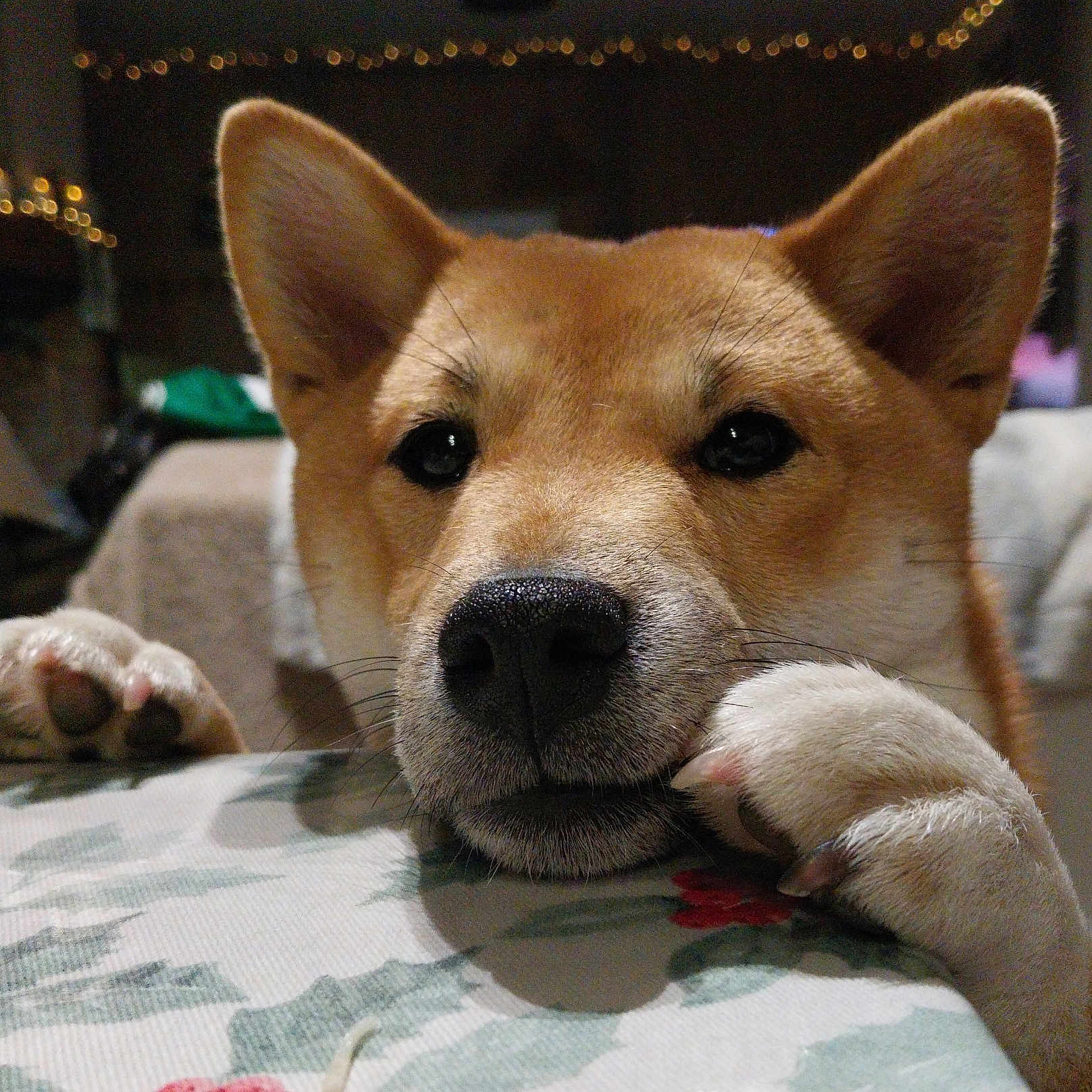Aïko a rejoint le concours — aidez-le/la à gagner de superbes lots ! animal, background, closeup, cozy, decor, dog, ears, expression, eyes, face, fur, indoor, lighting, looking, paws, pet, shiba_inu, snout, tablecloth, whiskers