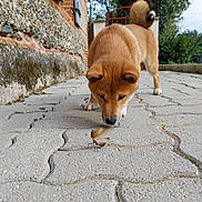 Aïko a rejoint le concours — aidez-le/la à gagner de superbes lots ! dog, shiba_inu, butterfly, pavement, stone_wall, curious, outdoor, garden, animal, pet, nature, sniffing, brown_fur, tail_curl, daylight, close_up, walkway, plant, tree, fence