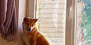 Aïko a rejoint le concours — aidez-le/la à gagner de superbes lots ! dog, window, indoors, toy, children_books, curtain, wooden_sill, pet, sunlight, furniture, animal, playroom, cozy, shiba_inu, sitting, looking_away, home, daylight, decor, relaxed