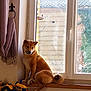 dog, window, indoors, toy, children_books, curtain, wooden_sill, pet, sunlight, furniture, animal, playroom, cozy, shiba_inu, sitting, looking_away, home, daylight, decor, relaxed