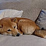 Aïko a rejoint le concours — aidez-le/la à gagner de superbes lots ! dog, shiba_inu, couch, pillows, blanket, fur, pet, indoor, resting, cozy, brown, animal, sleepy, cute, relaxed, curled_up, home, companion, furniture, soft