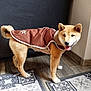 Aïko a rejoint le concours — aidez-le/la à gagner de superbes lots ! dog, shiba_inu, pet, indoor, coat, brown_coat, wooden_floor, rug, happy, tongue_out, standing, animal, canine, fur, tail, ears, snout, domestic, companion, looking