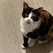 Stella a rejoint le concours — aidez-le/la à gagner de superbes lots ! cat, calico, pet, animal, floor, wood_floor, indoor, curious, looking_up, whiskers, fur, domestic_cat, mammal, four_legs, sitting, shadow, close_up, ears, eyes, cute