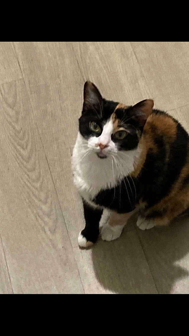 Stella a rejoint le concours — aidez-le/la à gagner de superbes lots ! cat, calico, pet, animal, floor, wood_floor, indoor, curious, looking_up, whiskers, fur, domestic_cat, mammal, four_legs, sitting, shadow, close_up, ears, eyes, cute