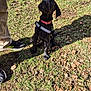 Robbie is registered to the contest to win money with this photo: puppy, dog, black_dog, collar, harness, grass, leaves, outdoor, sunlight, shadow, person, shoes, pants, pet, animal, nature, curious, sitting, young_dog, daylight