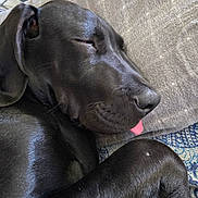 Robbie is registered to the contest to win money with this photo: dog, black_dog, sleeping, tongue_out, close_up, pet, animal, fur, resting, indoor, blanket, patterned_blanket, cute, relaxed, paw, snout, ear, canine, companion, domestic_animal