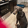 dog, doberman, kitchen, floor, stove, countertop, food, crate, pet, indoor, curious, sitting, wood_floor, appliance, collar, chain, window, bag, cutting_board, plastic_bottle