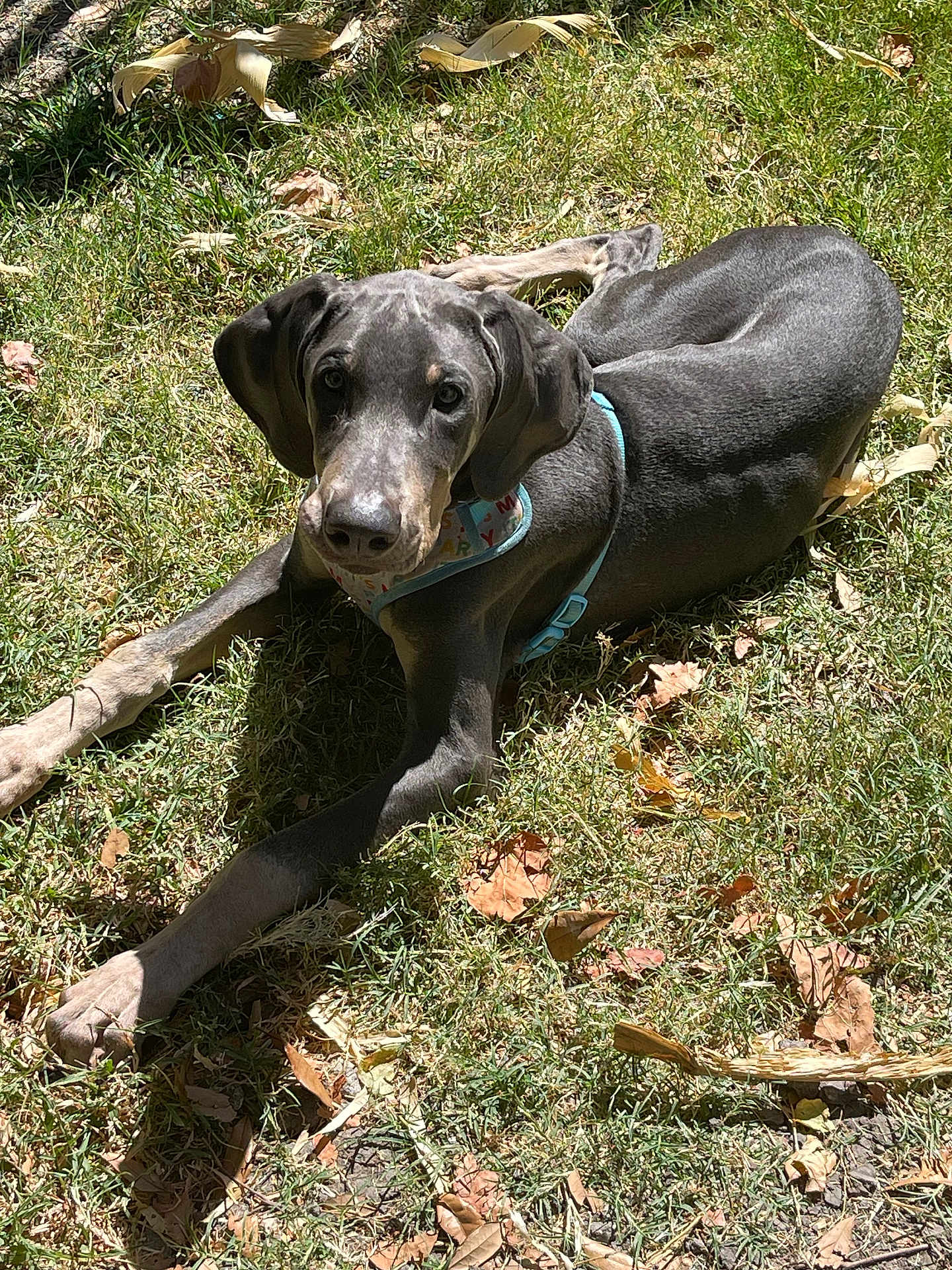 Tiberius Aries
