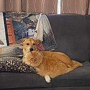 Pumpkin joined the competition — help win amazing prizes! dog, cat, couch, blanket, pillow, indoor, pet, orange_cat, brown_dog, furry, relaxed, resting, animal, companion, cozy, fur, domestic, sleepy, friendship, comfortable