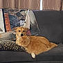 dog, cat, couch, blanket, pillow, indoor, pet, orange_cat, brown_dog, furry, relaxed, resting, animal, companion, cozy, fur, domestic, sleepy, friendship, comfortable