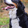 dog, bernese_mountain_dog, pet, tongue_out, panting, tricolor, black_fur, white_fur, brown_fur, collar, tag, teeth, head, side_profile, portrait, outdoor, grass, autumn, happy, fluffy