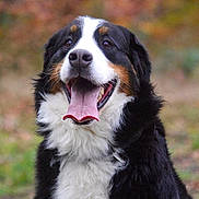 Timber participe au concours pour gagner de l'argent avec cette photo : dog, bernese_mountain_dog, tricolor, tongue_out, panting, happy, pet, portrait, outdoor, autumn, bokeh, fur, fluffy, close_up, nose, whiskers, eyes, sitting, nature, grass