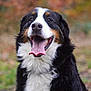 dog, bernese_mountain_dog, tricolor, tongue_out, panting, happy, pet, portrait, outdoor, autumn, bokeh, fur, fluffy, close_up, nose, whiskers, eyes, sitting, nature, grass