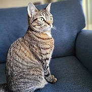 Selina joined the competition — help win amazing prizes! alert, cat, closeup, couch, cozy, domestic_animal, fur, furniture, green_eyes, indoor, pet, portrait, shallow_depth_of_field, side_profile, sitting, sofa, striped, tabby_cat, upholstery, whiskers