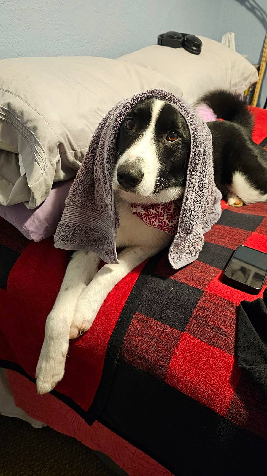 Siena joined the competition — help win amazing prizes! carmine, carnivore, collar, comfort, companion_dog, dog, dog_breed, dog_collar, dog_supply, flooring, fur, non_sporting_group, pattern, pet_supply, plaid, snout, sporting_group, tartan, toy, working_animal