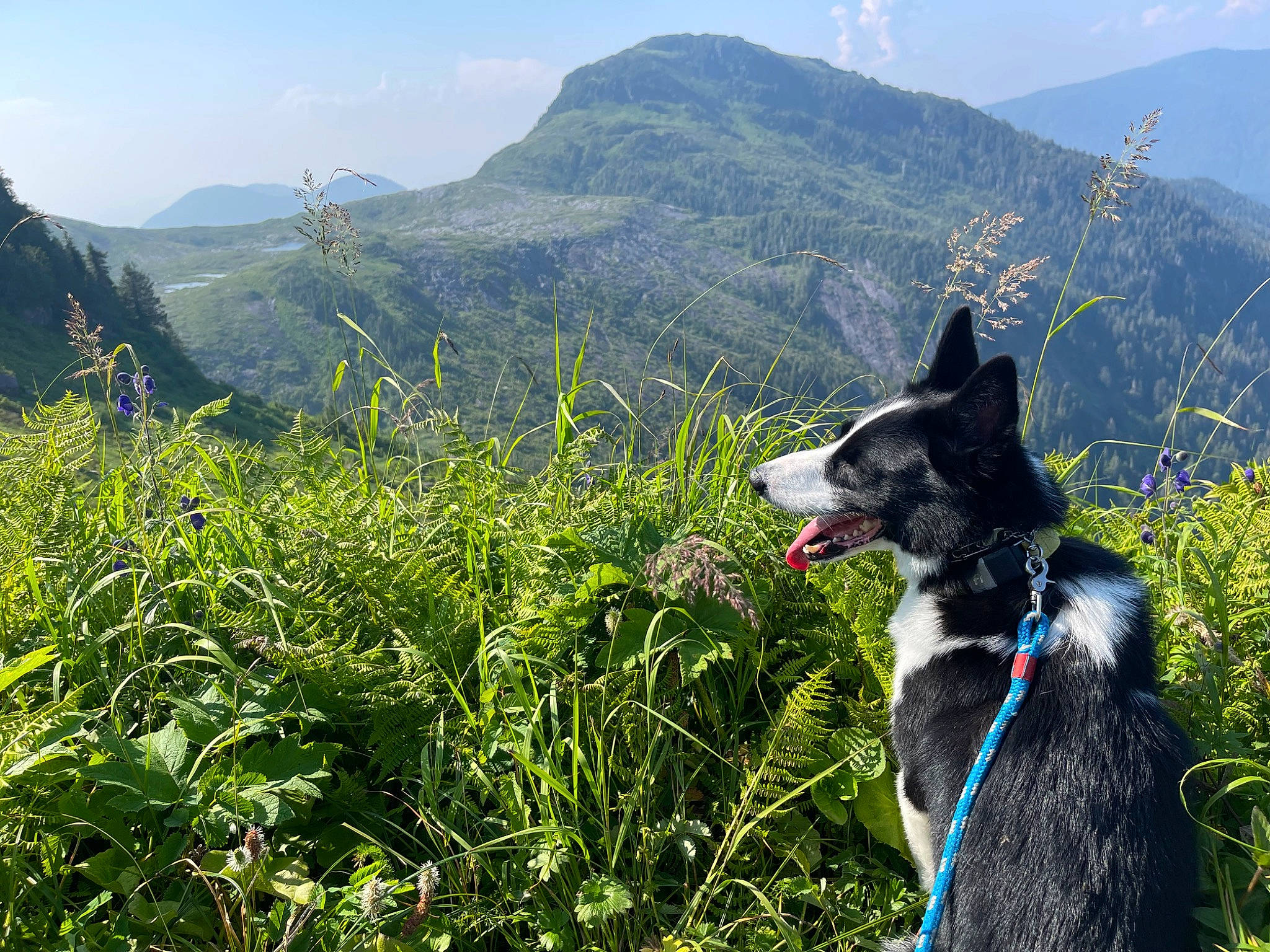 Siena joined the competition — help win amazing prizes! biome, carnivore, cloud, dog, dog_breed, grass, grassland, herding_dog, highland, hill, landscape, leisure, mountain, mountain_range, mountainous_landforms, natural_landscape, people_in_nature, plant, recreation, sky