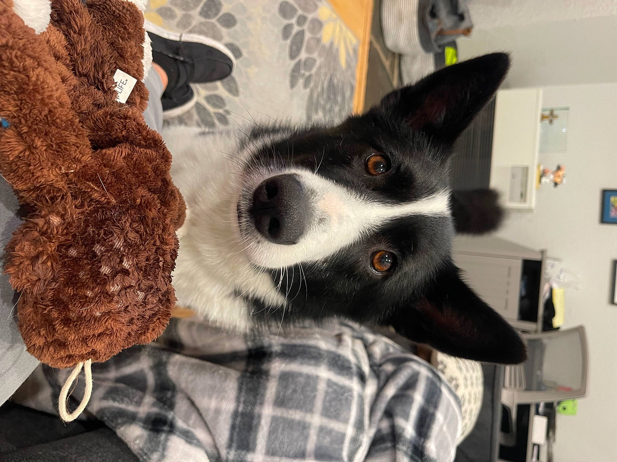 Siena joined the competition — help win amazing prizes! canidae, carmine, carnivore, comfort, companion_dog, dog, dog_breed, fashion_accessory, fur, grey, pattern, picture_frame, plaid, selfie, sleeve, snout, sporting_group, tartan, whiskers, working_animal