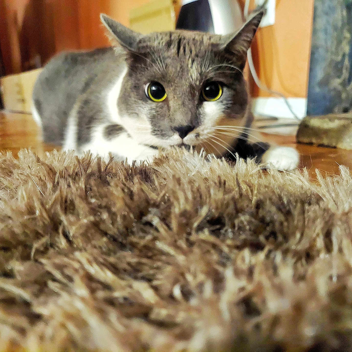 Rue is registered to the contest to win money with this photo: abyssinian, animal, architecture, building, cat, couch, furniture, hardwood, homedecor, indoors, interiordesign, kitten, livingroom, manx, pet, plywood, room, rug, table, wood
