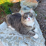 Mox is registered to the contest to win money with this photo: animal, cat, cute, feline, fur, gray_cat, greenery, mammal, nature, outdoor, pet, portrait, relaxed, resting, rock, stone, sunlight, whiskers, white_paws, wildlife