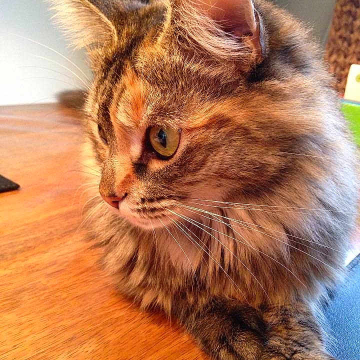Fluffy is registered to the contest to win money with this photo: