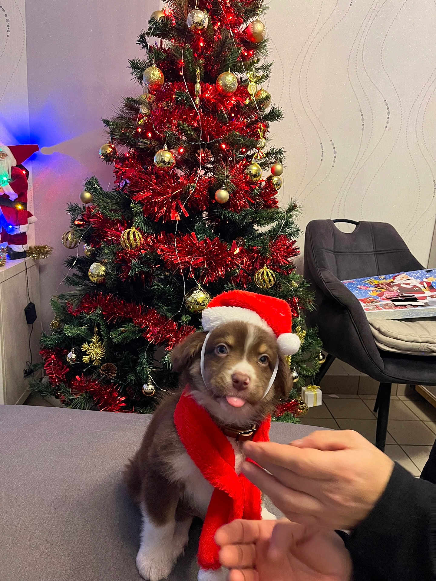 Vaylow Debarge a rejoint le concours — aidez-le/la à gagner de superbes lots ! accessories, animal, baby, canine, chair, christmas, christmasdecorations, christmastree, dog, face, festival, furniture, head, person, pet, photography, plant, portrait, puppy, tree