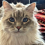 Boo is registered to the contest to win money with this photo: cat, blue_eyes, fluffy, close_up, portrait, animal, pet, whiskers, fur, face, ears, indoor, blanket, cozy, resting, looking, cute, soft_light, feline, domestic_cat