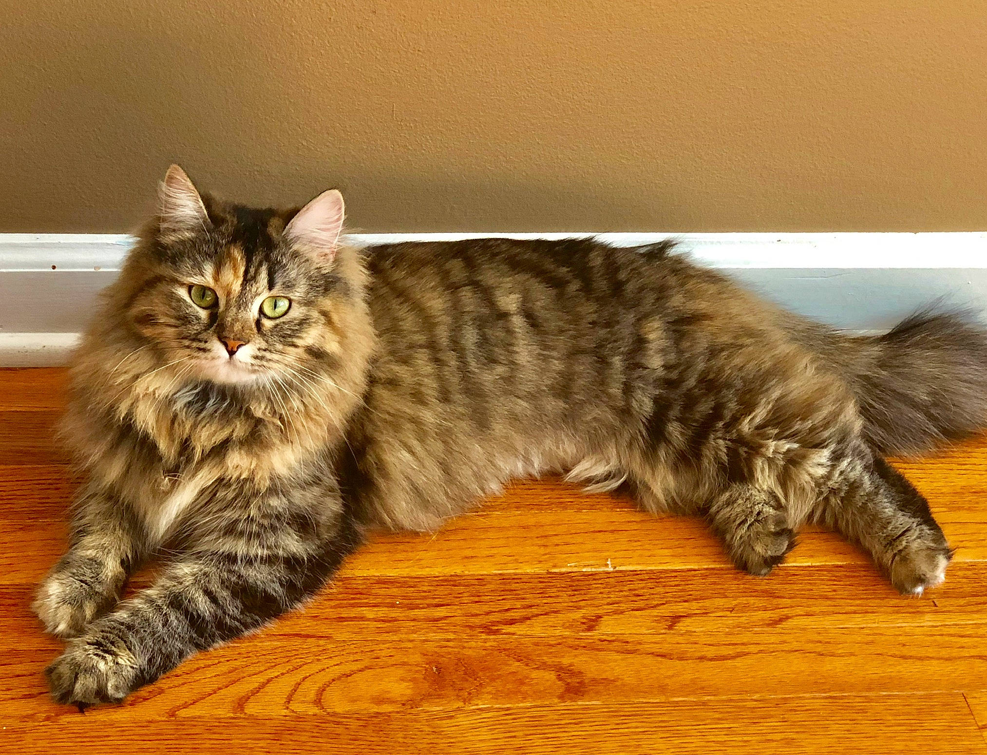 Popcorn is registered to the contest to win money with this photo: american_bobtail, british_semi_longhair, carnivore, cat, domestic_long_haired_cat, domestic_short_haired_cat, dragon_li, european_shorthair, felidae, kitten, kurilian_bobtail, maine_coon, mammal, norwegian_forest_cat, pixie_bob, siberian, small_to_medium_sized_cats, tabby_cat, whiskers, wild_cat