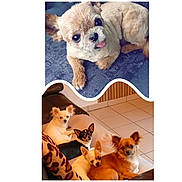 Mes Amours participe au concours pour gagner de l'argent avec cette photo : dog, small_dog, chihuahua, puppy, pet, cute, animal, indoor, couch, relaxing, fur, ears, tongue_out, floor, home, blanket, portrait, group, laying, cozy