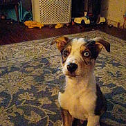 Blue joined the competition — help win amazing prizes! puppy, dog, heterochromia, indoor, carpet, rug, toy, laundry_basket, floor, brown, white, black, ears, sitting, pet, animal, home, curious, young_dog, flooring