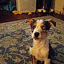 puppy, dog, heterochromia, indoor, carpet, rug, toy, laundry_basket, floor, brown, white, black, ears, sitting, pet, animal, home, curious, young_dog, flooring