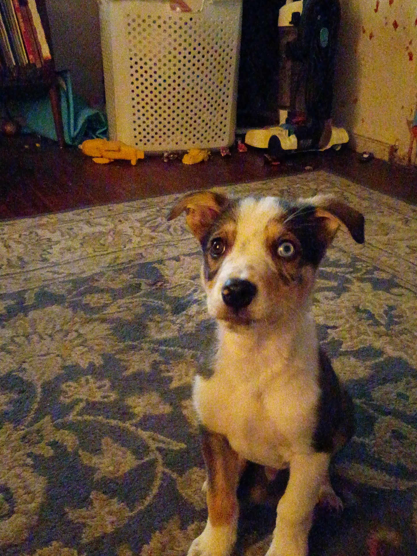 Blue joined the competition — help win amazing prizes! puppy, dog, heterochromia, indoor, carpet, rug, toy, laundry_basket, floor, brown, white, black, ears, sitting, pet, animal, home, curious, young_dog, flooring