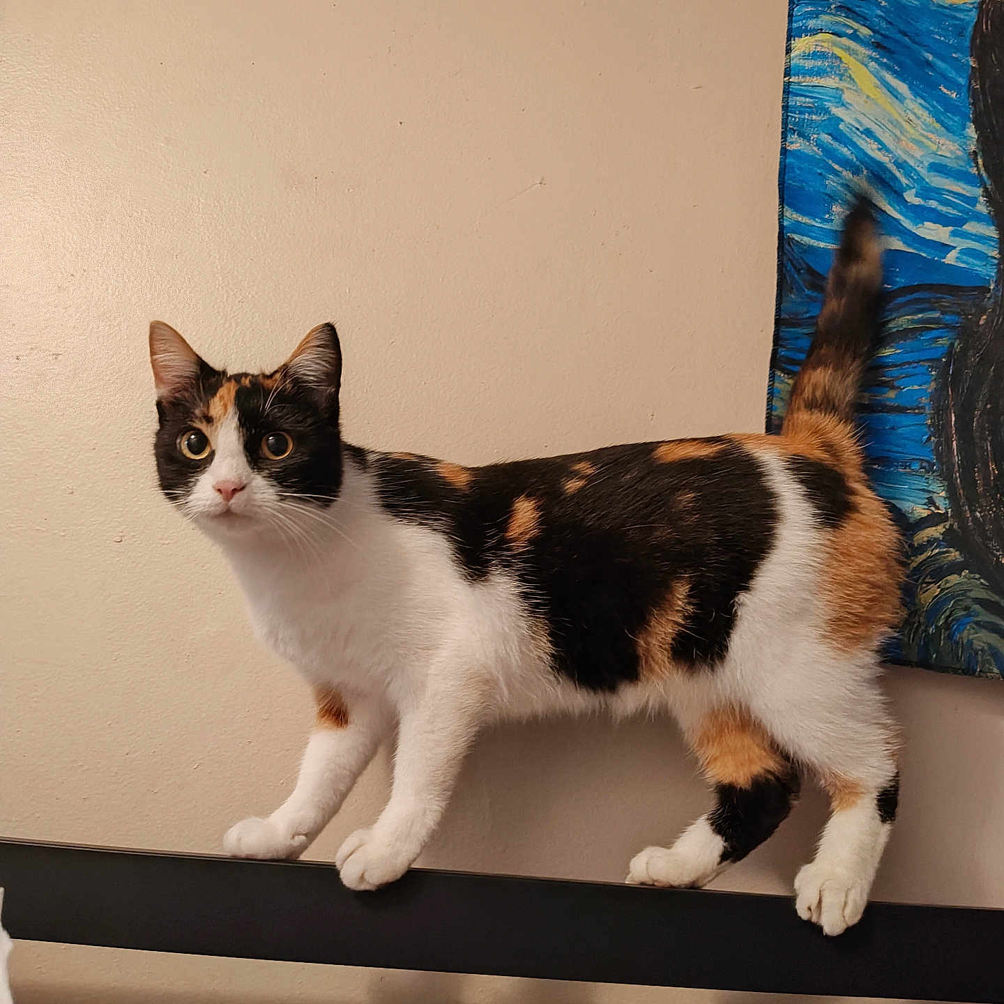 Lola is registered to the contest to win money with this photo: cat, calico, pet, animal, indoor, curious, wide_eyes, alert, balancing, rail, feline, whiskers, tail_up, painting, art, wall, beige, fur, domestic_cat, cute
