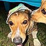 Daisy Mae is registered to the contest to win money with this photo: dog, canine, hat, grass, outdoor, night, closeup, animal, pet, snout, face, paw, flash, blue_chair, curious, friendship, nature, playful, two_dogs, brown