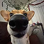 Daisy Mae is registered to the contest to win money with this photo: dog, close_up, nose, couch, indoor, person, game_controller, vines, plant, decorations, garland, window_blinds, brown, white, fur, ears, eyes, sitting, relaxing, living_room