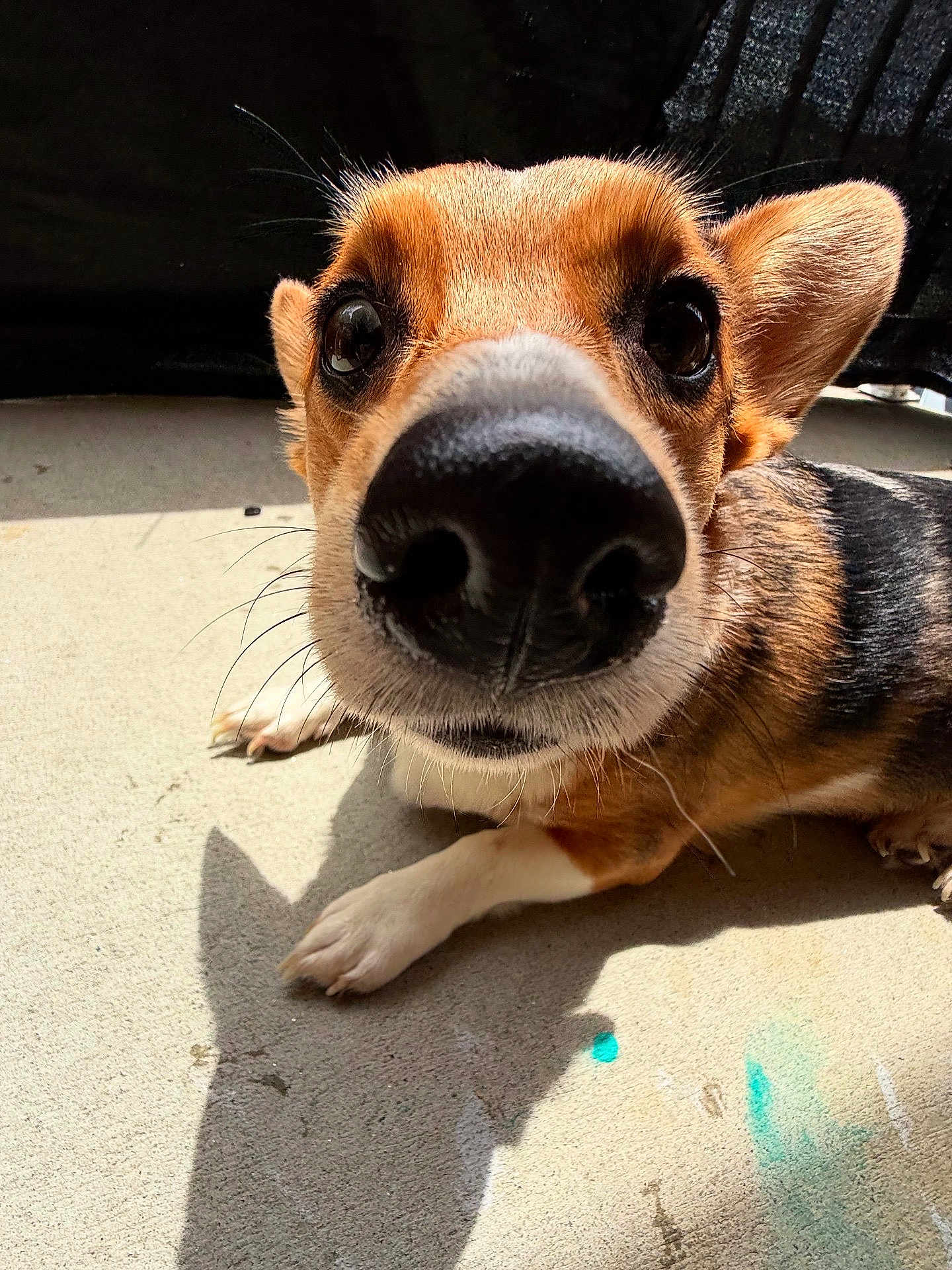 Daisy Mae