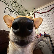 Daisy Mae joined the competition — help win amazing prizes! dog, close_up, nose, couch, indoor, person, game_controller, hand, pants, vine, plant, decoration, string_lights, red_tinsel, brown_couch, white_wall, vertical_blinds, pet, funny_perspective, home