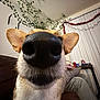 dog, close_up, nose, couch, indoor, person, game_controller, hand, pants, vine, plant, decoration, string_lights, red_tinsel, brown_couch, white_wall, vertical_blinds, pet, funny_perspective, home