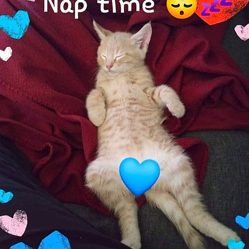 Jax is registered to the contest to win money with this photo: blue, carnivore, cat, cat_supply, comfort, electric_blue, felidae, font, fur, linens, pattern, paw, photo_caption, room, small_to_medium_sized_cats, stuffed_toy, tail, textile, toy, whiskers