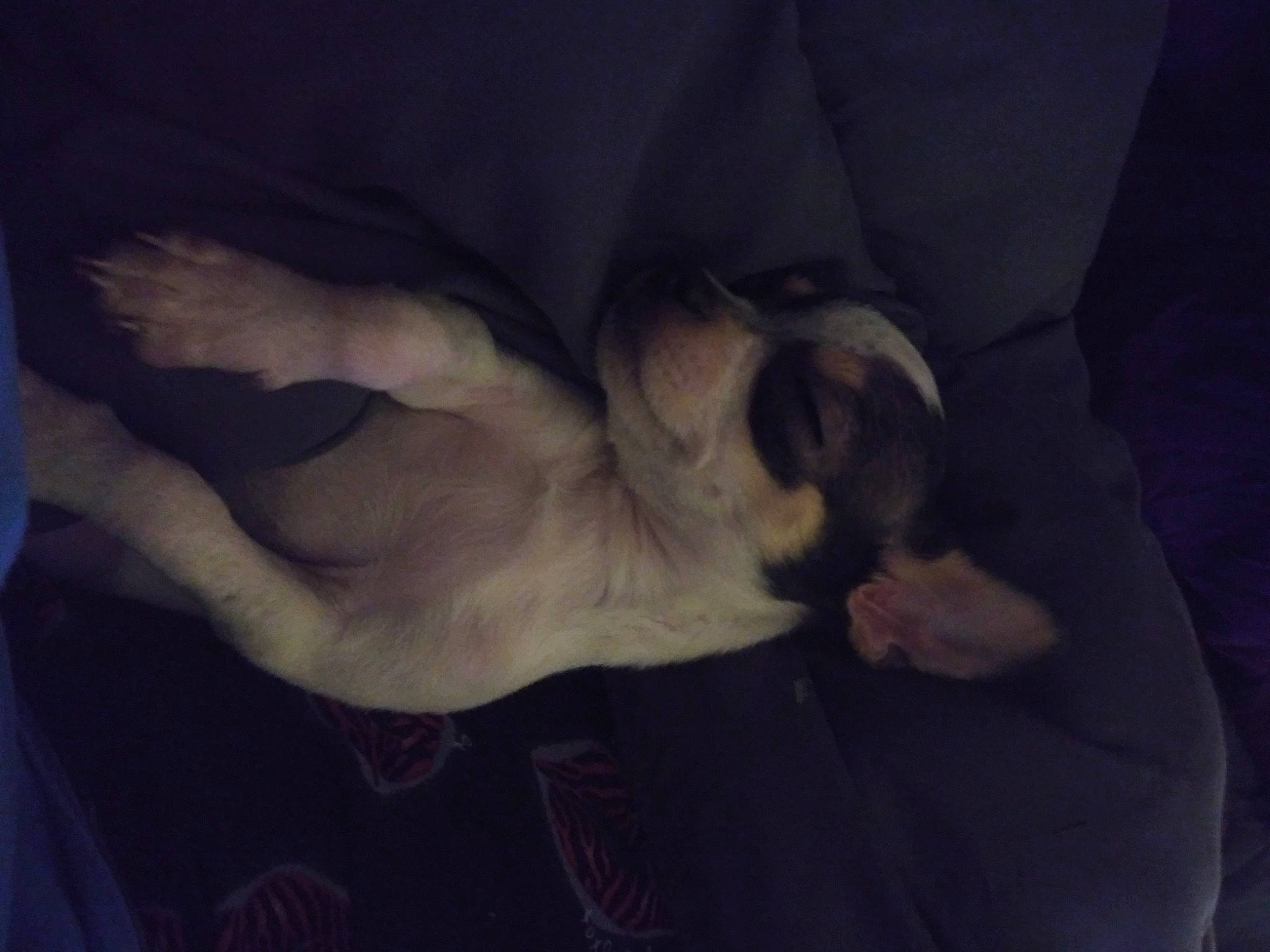 Clarice is registered to the contest to win money with this photo: bulldog, carnivore, cloud, comfort, companion_dog, dog, dog_breed, ear, fawn, felidae, fur, paw, sky, small_to_medium_sized_cats, snout, sporting_group, tail, tints_and_shades, toy_dog, whiskers