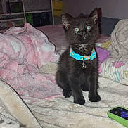 Sylvester joined the competition — help win amazing prizes! alert, animal, bed, black_cat, blanket, collar, colorful, cozy, cute, domestic, furniture, indoor, kitten, nighttime, pets, remote_control, room, small, soft_texture, tv