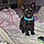 Sylvester