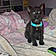 Sylvester
