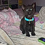 alert, animal, bed, black_cat, blanket, collar, colorful, cozy, cute, domestic, furniture, indoor, kitten, nighttime, pets, remote_control, room, small, soft_texture, tv