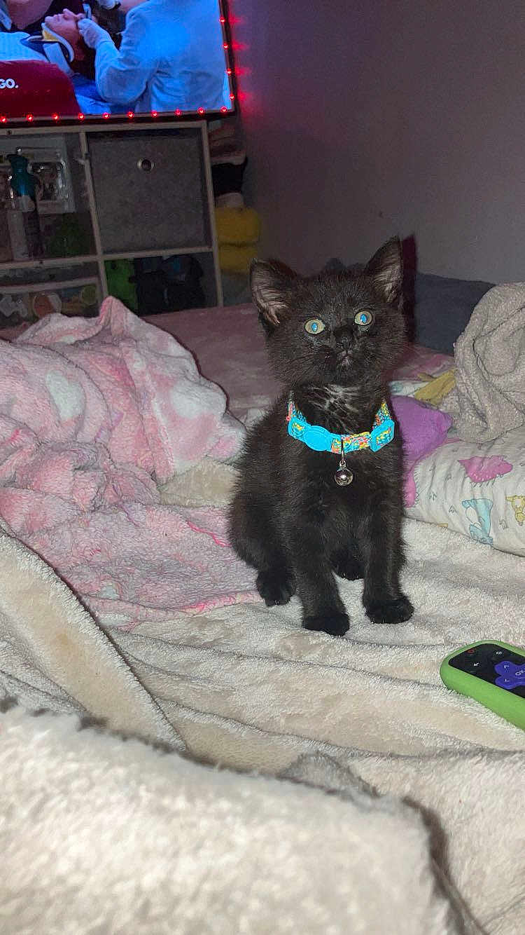 Sylvester joined the competition — help win amazing prizes! alert, animal, bed, black_cat, blanket, collar, colorful, cozy, cute, domestic, furniture, indoor, kitten, nighttime, pets, remote_control, room, small, soft_texture, tv