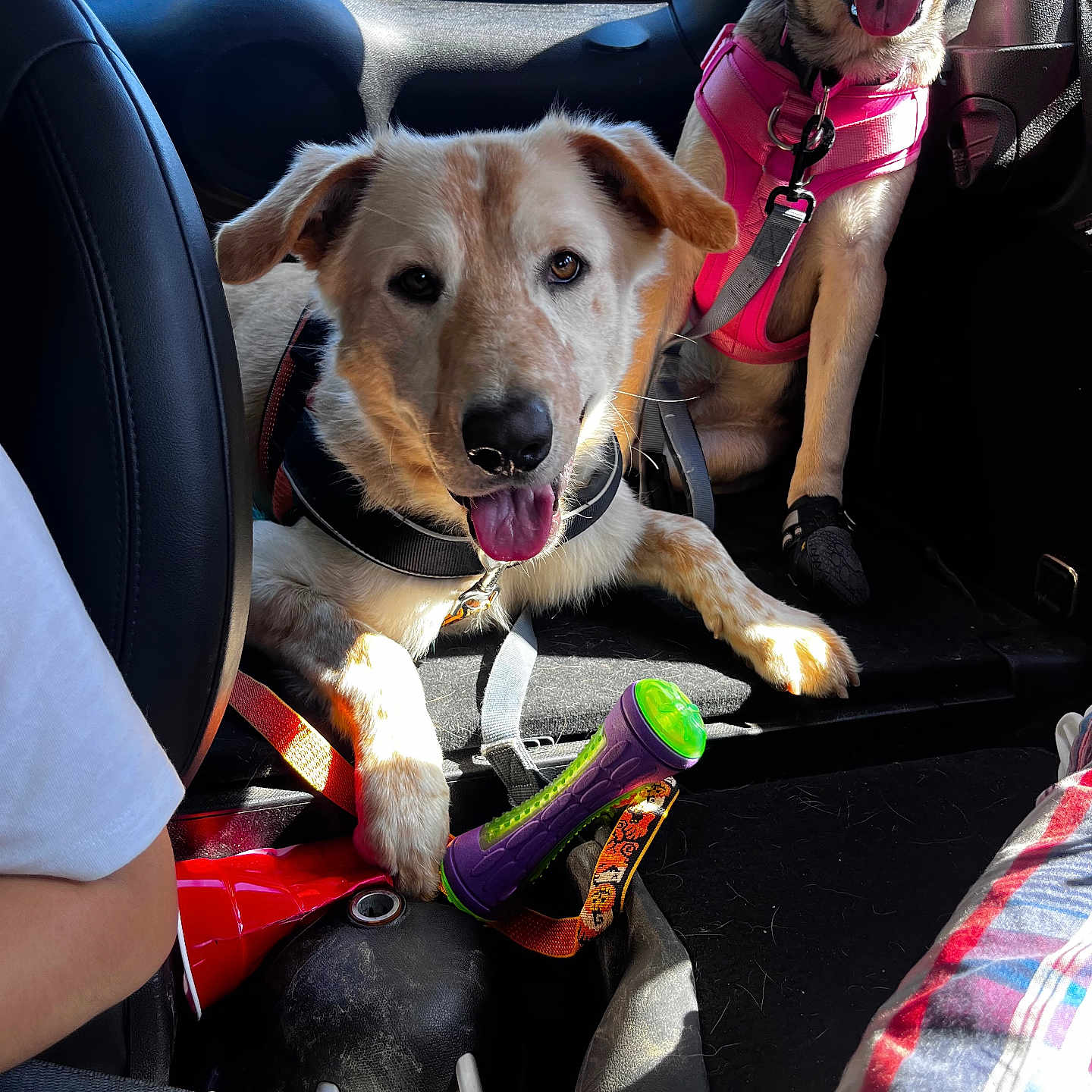 Oakley joined the competition — help win amazing prizes! accessories, alloywheel, animal, baby, canine, car, carwheel, clothing, dog, footwear, hound, machine, person, pet, shoe, spoke, strap, tire, transportation, vehicle