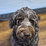 Buddy Washington joined the competition — help win amazing prizes! adorable, animal, blurry_background, brown_fur, canine, close_up, companion, curly_fur, cute, dog, domestic_animal, friendly, fur, indoor, looking_up, mammal, pet, portrait, soft_lighting, wooden_floor