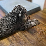 Buddy Washington is registered to the contest to win money with this photo: animal, blurred_background, brown_fur, calm, companion, cozy, curly_fur, dog, domestic, flooring, fur_texture, home, indoor, lying_down, mammal, pet, quiet, relaxed, side_view, wooden_floor